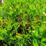 Flox metlinatý (Phlox paniculata) ‘SWEET SUMMER CANDY’® - kont. C1,5L